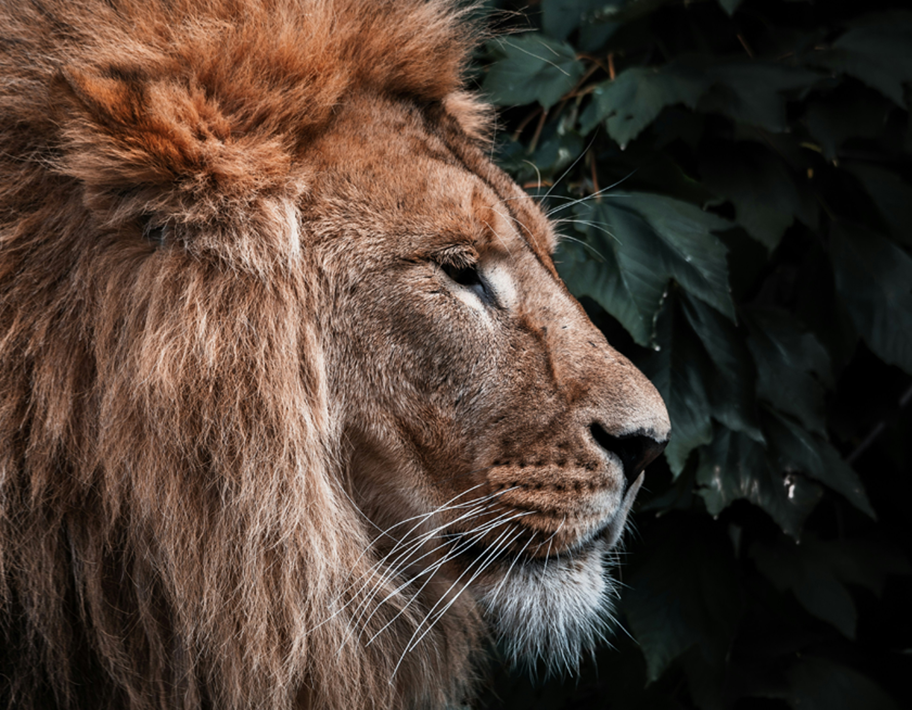 TEG-LION