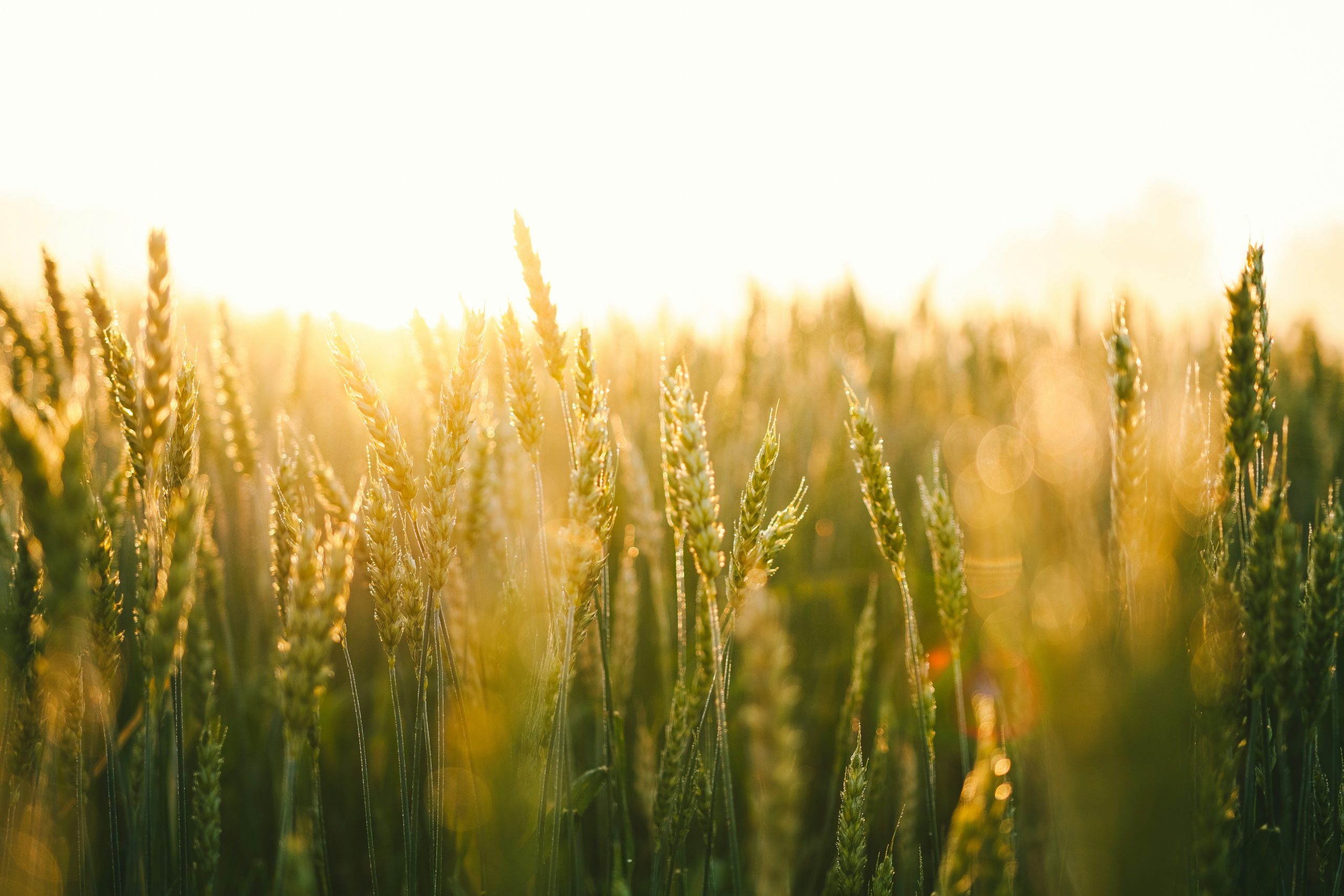 image - wheatfield